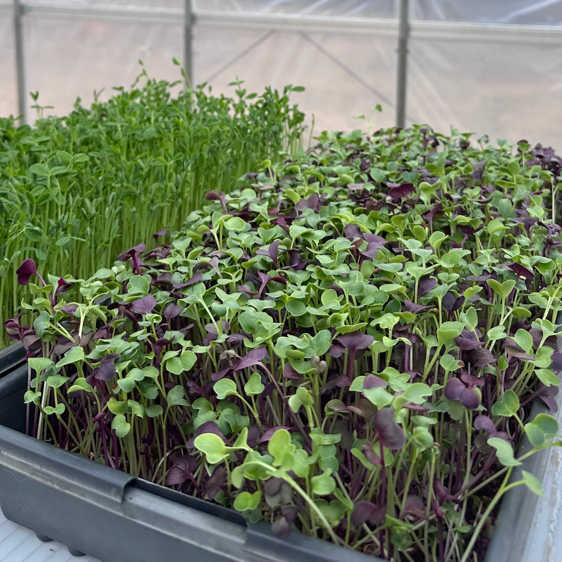 11+ Handy Pantry Radish Microgreen Kit Grow-to-Order Mixed Radish Microgreens TRAY – Harvest To Fork