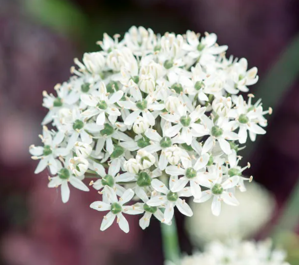 Foraged Organic Edible Flowers Allium Nigrum Wild Garlic, 50 CT