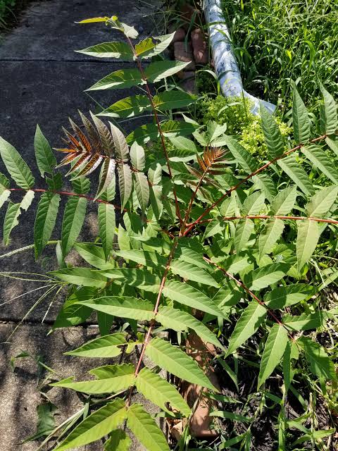 Why is the tree of heaven (Ailanthus altissima) is considered invasive?