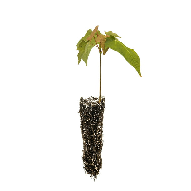 Maple Sapling Ample Sugar Maple Sapling - (Pre-order) Ships in April/May – Harvest To Fork