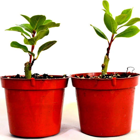 Bay Leaf - Bay Laurel Live Plants - Gret Herb 4" Pot