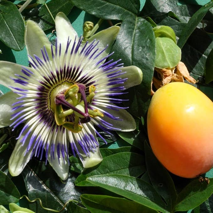 Passiflora Caerulea Edible Passion Vine Plant - 4" Pot