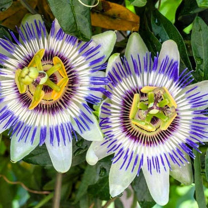 Passiflora Caerulea Edible Passion Vine Plant - 4" Pot