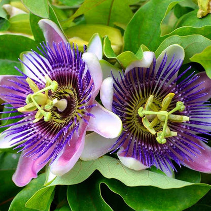 Passiflora Caerulea Edible Passion Vine Plant - 4" Pot