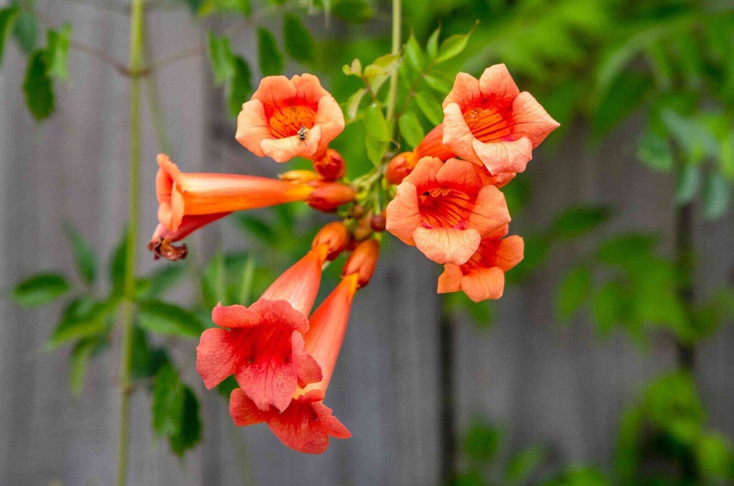 Trumpet Vine - Campsis Radicans Perennial Bare Root Plant