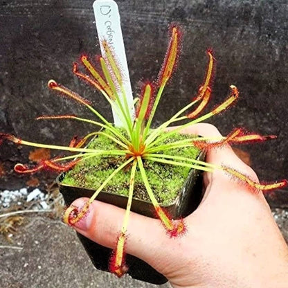 Drosera Capensis Cape Sundew Plant Carnivorous 3" Pot