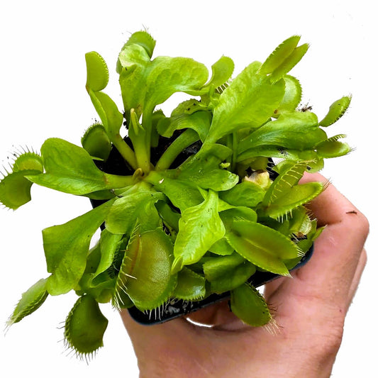 Carnivorous Dionaea Venus Fly Trap 3" Pot Live Plant