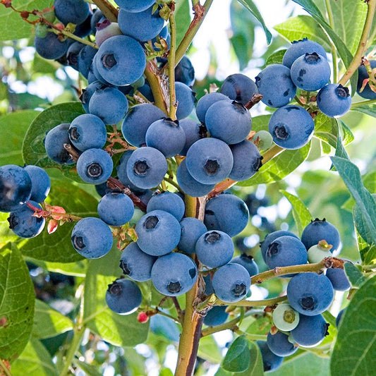 Native Blueberries, 4 oz