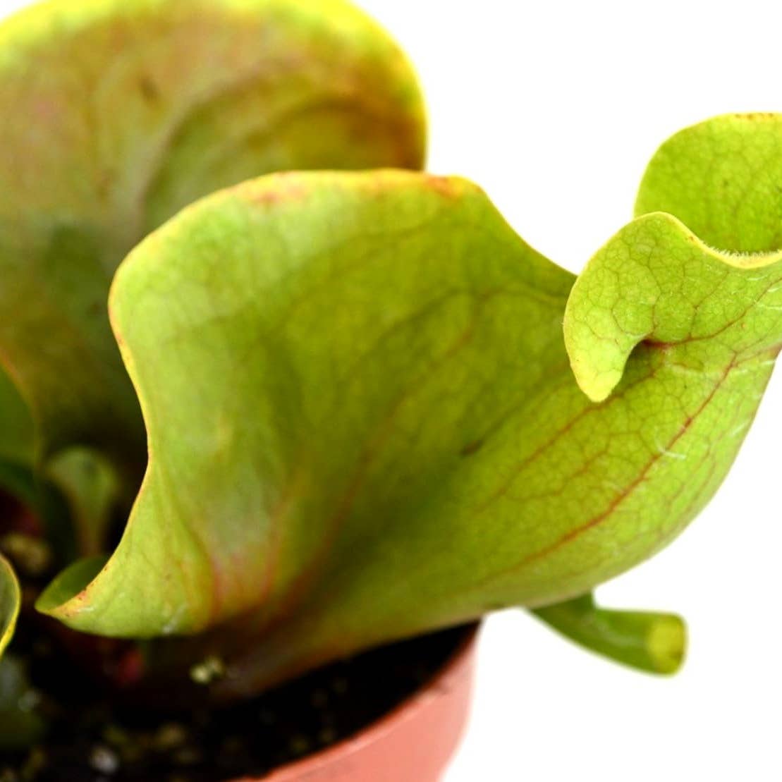 Carnivorous Sarracenia Pitcher Plant Rare Green - 3" Pot