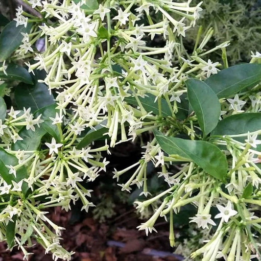 Night Blooming Jasmine Plant - Cestrum Nocturnum - 4" Pot