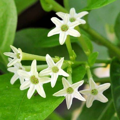 Night Blooming Jasmine Plant - Cestrum Nocturnum - 4" Pot