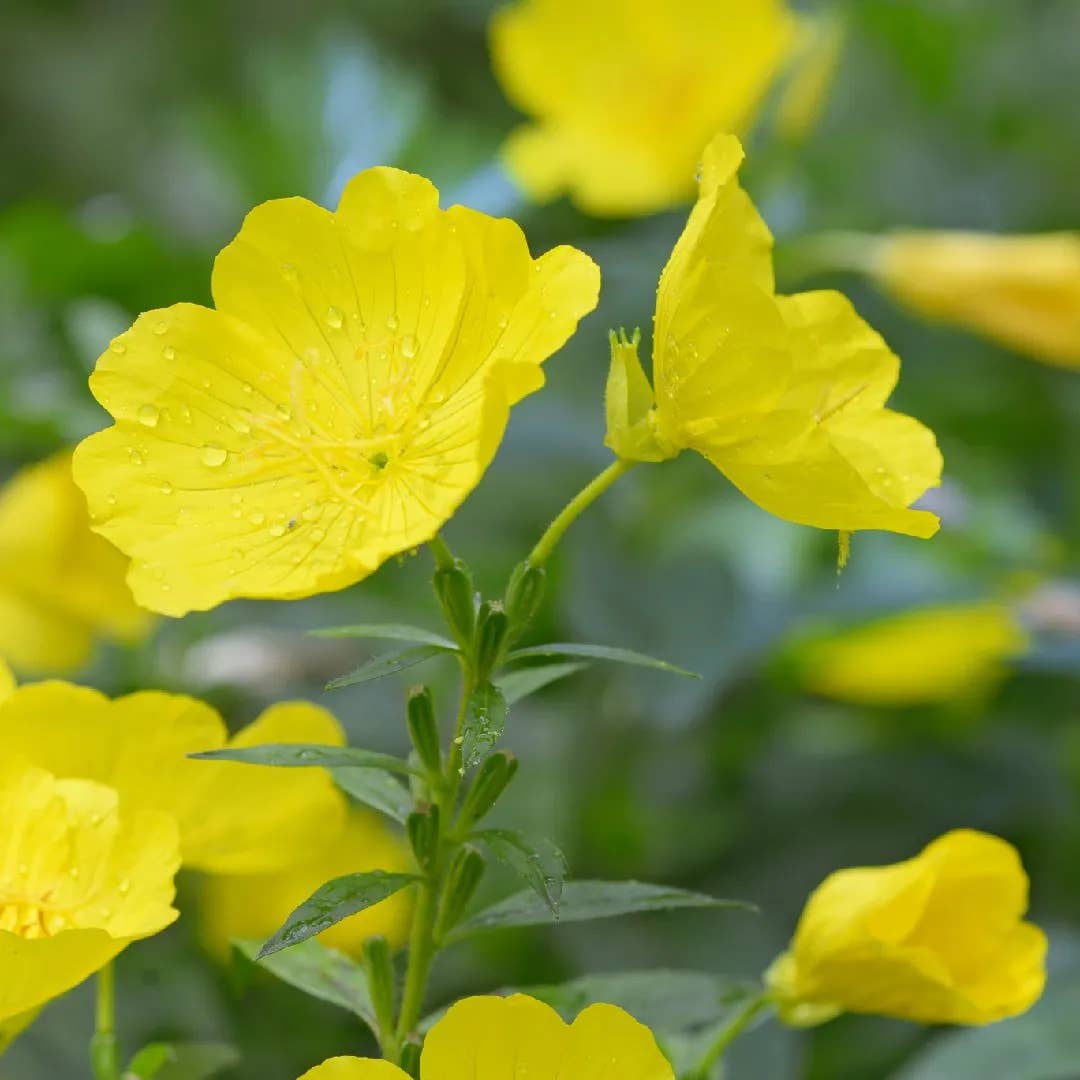 Evening Primrose - Oenothera Spp. Perennial Bare Root Plant