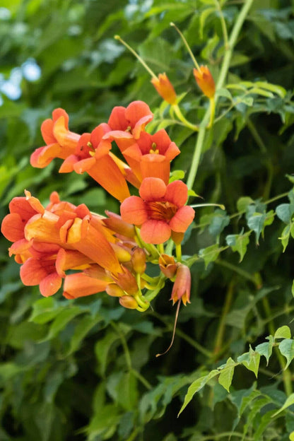 Trumpet Vine - Campsis Radicans Perennial Bare Root Plant