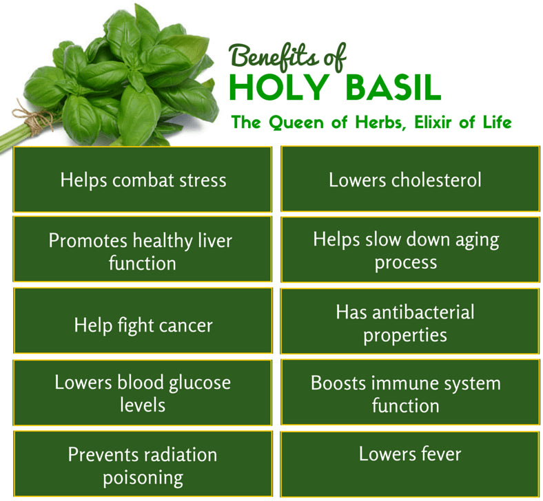 “The Elixir of Life” Holy Basil, Tulsi, Per Oz