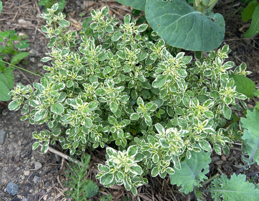 Culinary Organic Lemon Thyme