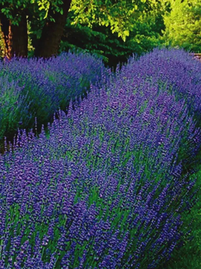 Provence Lavender 2.5’’ Pots