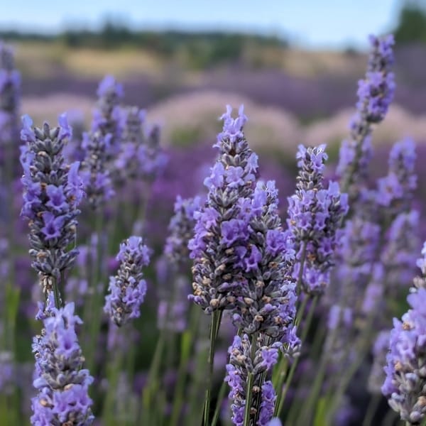 Provence Lavender 2.5’’ Pots