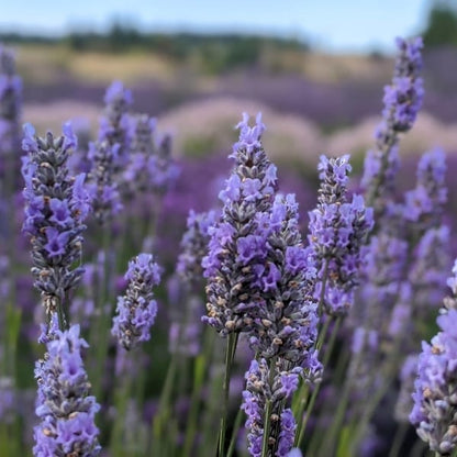 Provence Lavender 2.5’’ Pots