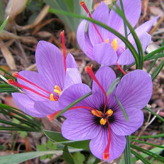 Plant a Little Magic: The Saffron Crocus 5 Bulbs per pack