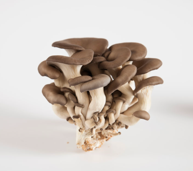 Black Oyster Mushrooms: A Gourmet Delight