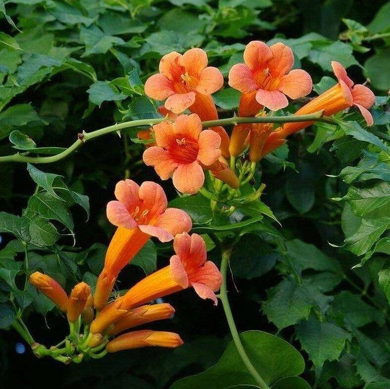 Trumpet Vine - Campsis Radicans Perennial Bare Root Plant