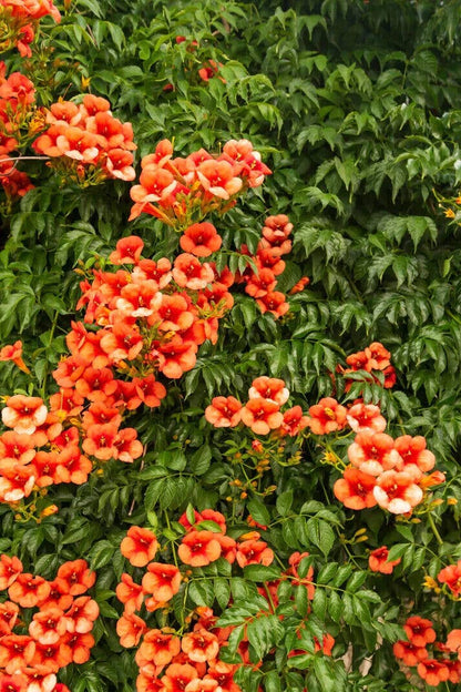 Trumpet Vine - Campsis Radicans Perennial Bare Root Plant