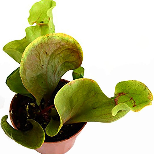 Carnivorous Sarracenia Pitcher Plant Rare Green - 3" Pot