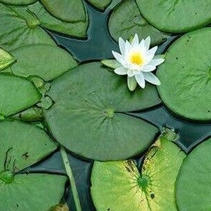 Lily Pads - Perennial Bare Root Live Garden Plant Outdoor