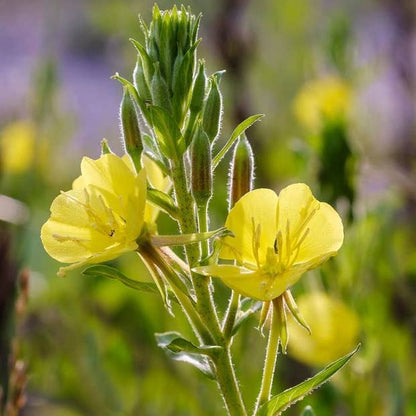 Evening Primrose - Oenothera Spp. Perennial Bare Root Plant