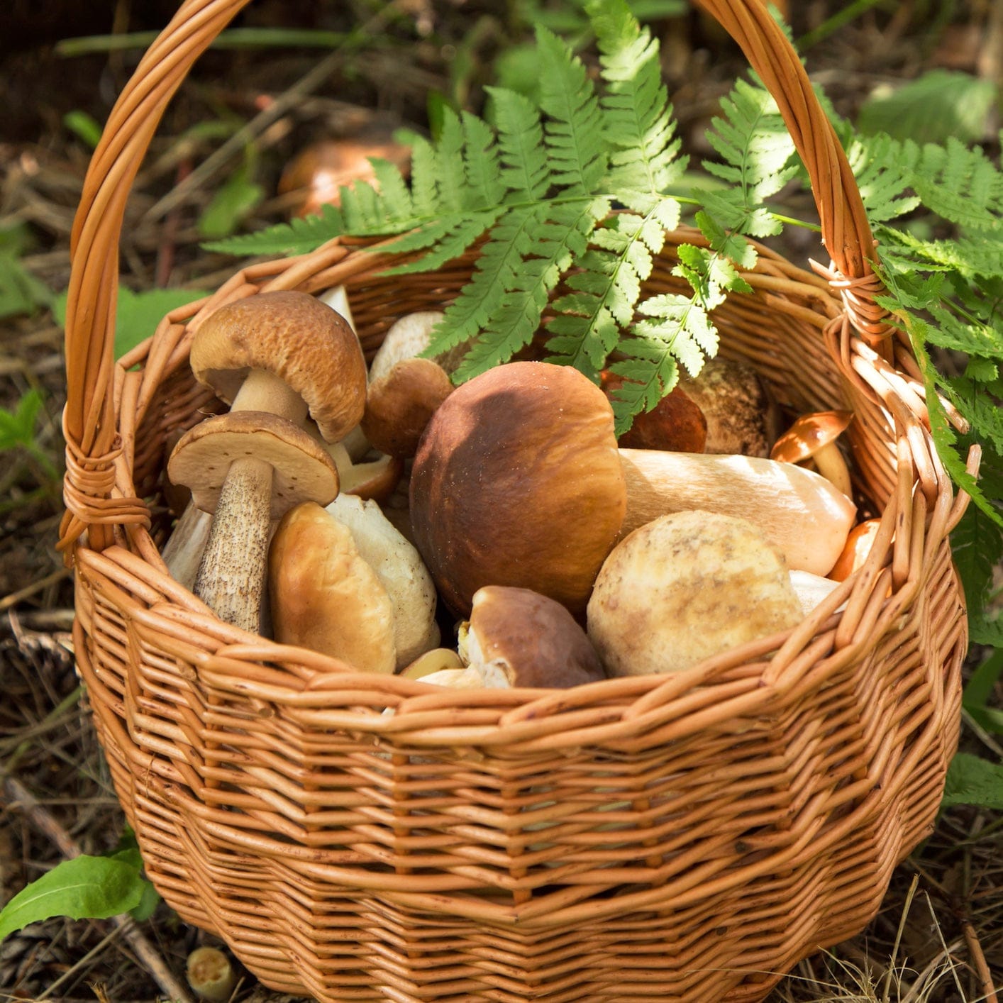 Dried Wild Porcini Mushrooms