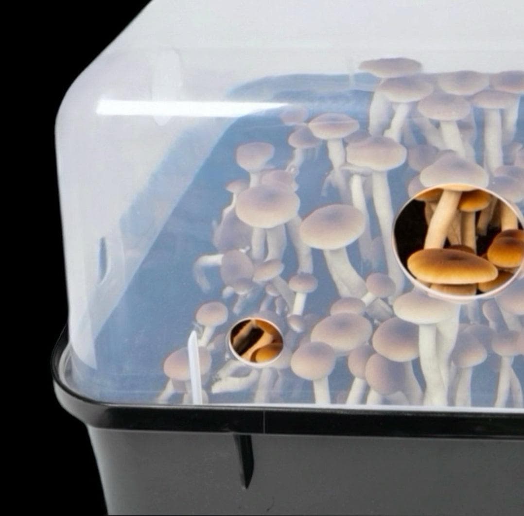 'Boomr Bin' Monotub Mushroom Grow Kit