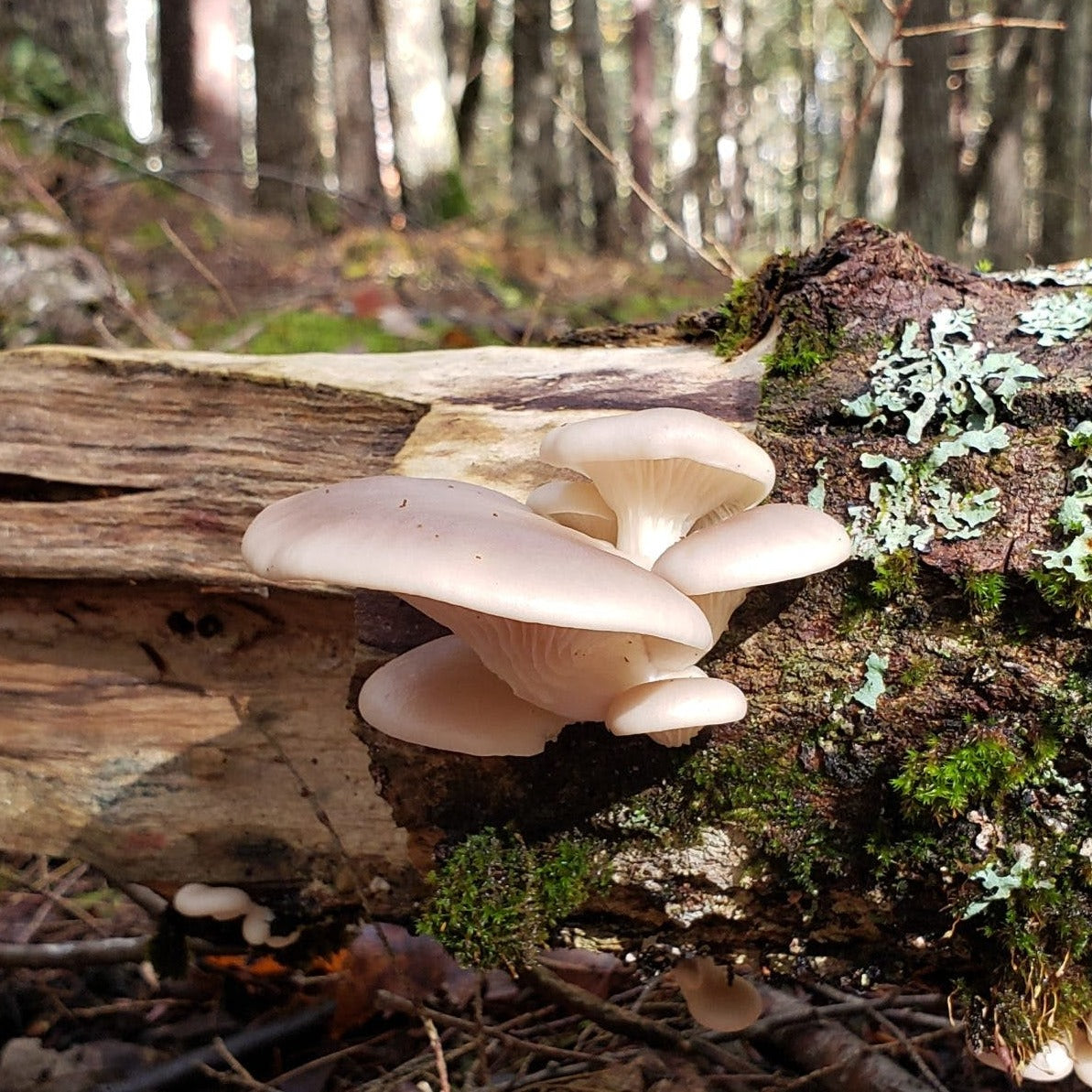 Wild Oyster Mushrooms Per Pound