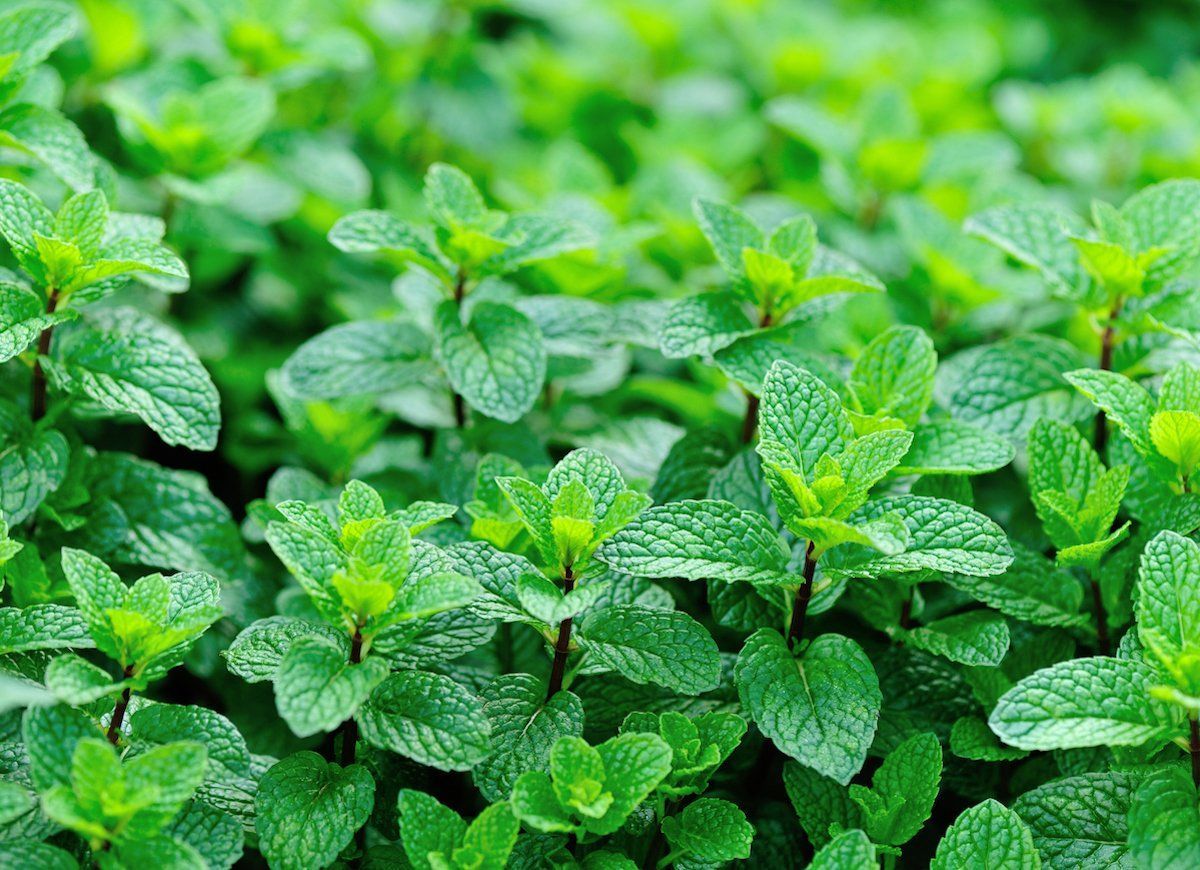 Wild Peppermint