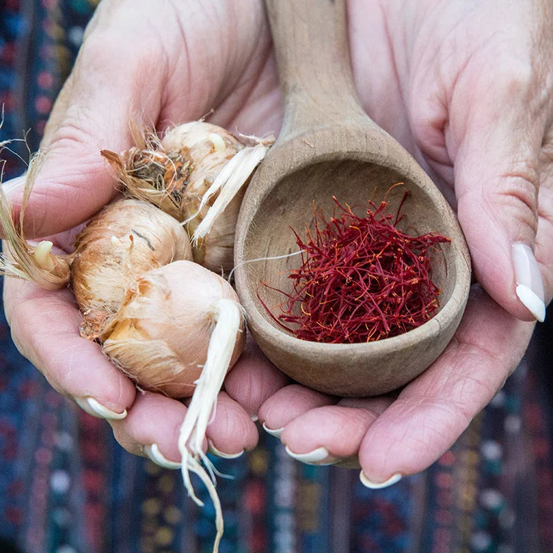 Plant a Little Magic: The Saffron Crocus 5 Bulbs per pack