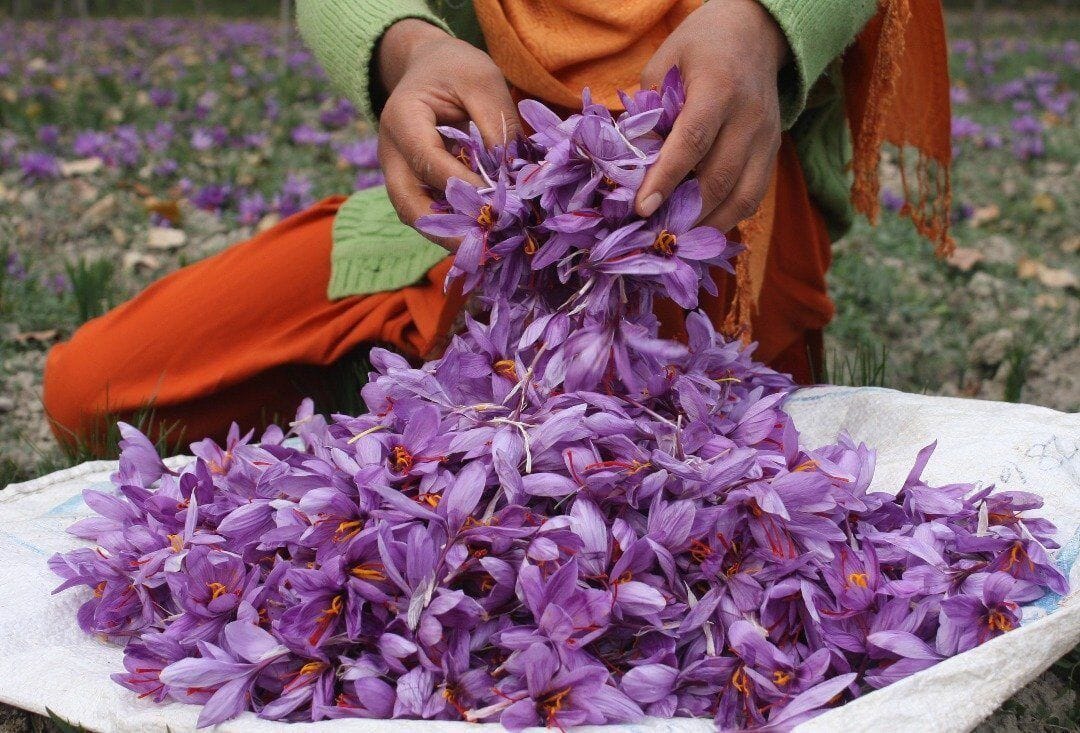 Plant a Little Magic: The Saffron Crocus 5 Bulbs per pack