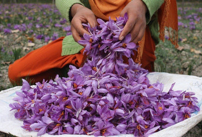 Plant a Little Magic: The Saffron Crocus 5 Bulbs per pack