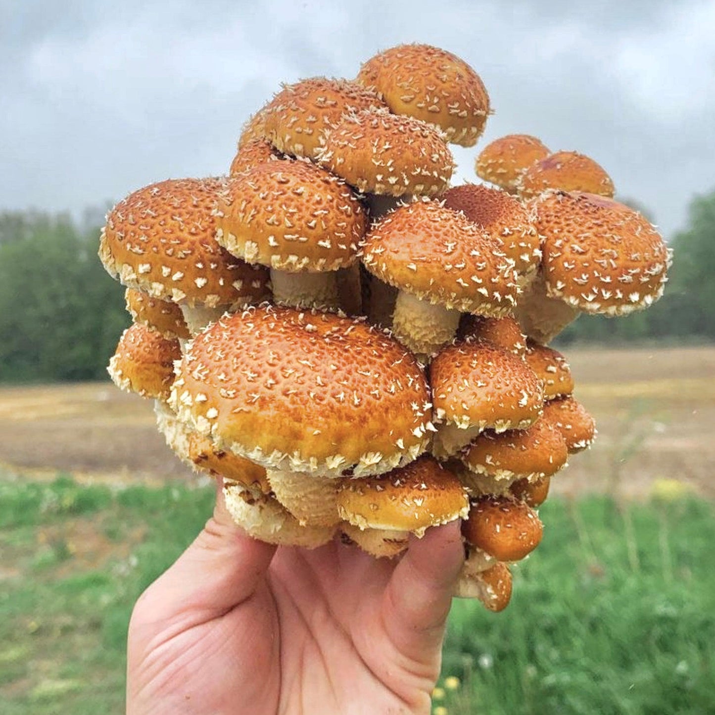 Organic Chestnut Mushroom Sawdust Spawn